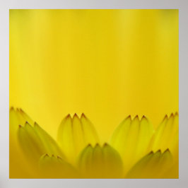 Poster Pérolas de Flor Marigold, Abstrato amarelo moderno