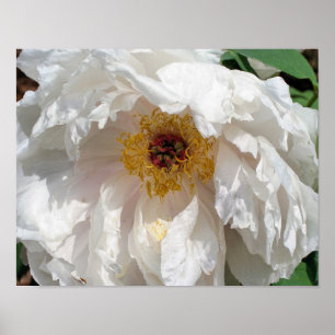 Poster Pérolas De Flores Brancas Com Pólen