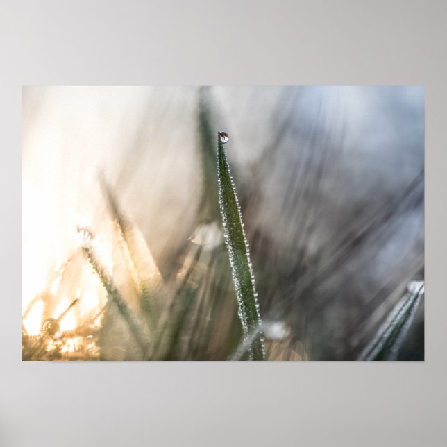 Poster Pérolas de Urso na Foto da Grama Natureza (Frente)