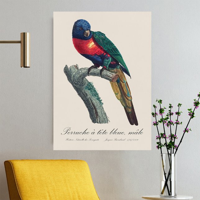 Poster Perruche a tete bleue / Lorikeet arco-íris (Rainbow Lorikeet Male, Trichoglossus Moluccanus. Poster)