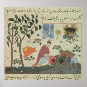 Pôster Pers 332 Pepper tree e preparação de pimenta