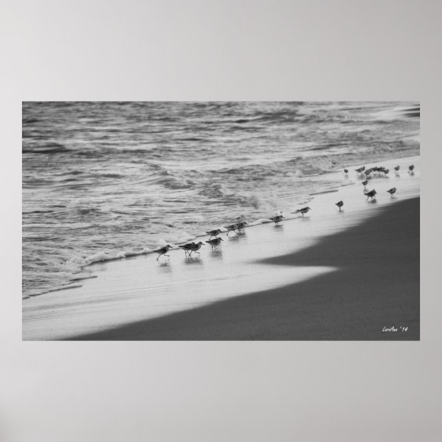 Pôster Perseguição de Sandpipers (Frente)