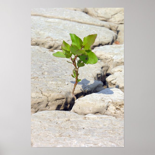 Pôster perseverança (Frente)