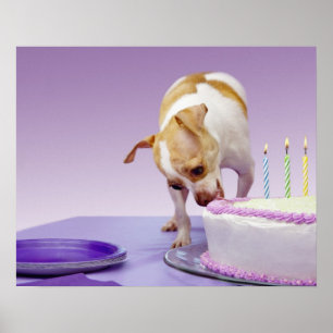 Poster Persiga (chihuahua) comer o bolo de aniversário n