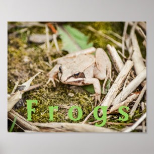 Pôster personalizado de "Rãs" Anfíbios Rã da Flore