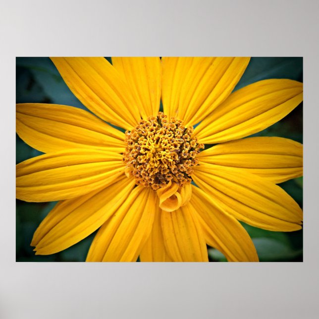 Poster Personalizar Flor Amarelo Bonita (Frente)