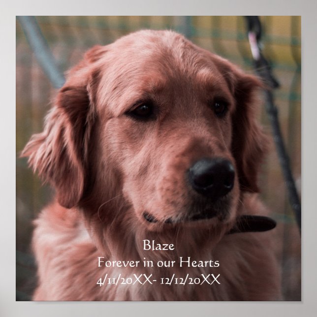 Poster Personalizar o Memorial do Pet (Frente)