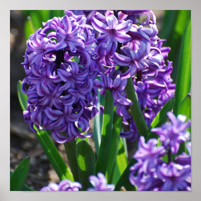 Poster Personalizar produto (Frente)