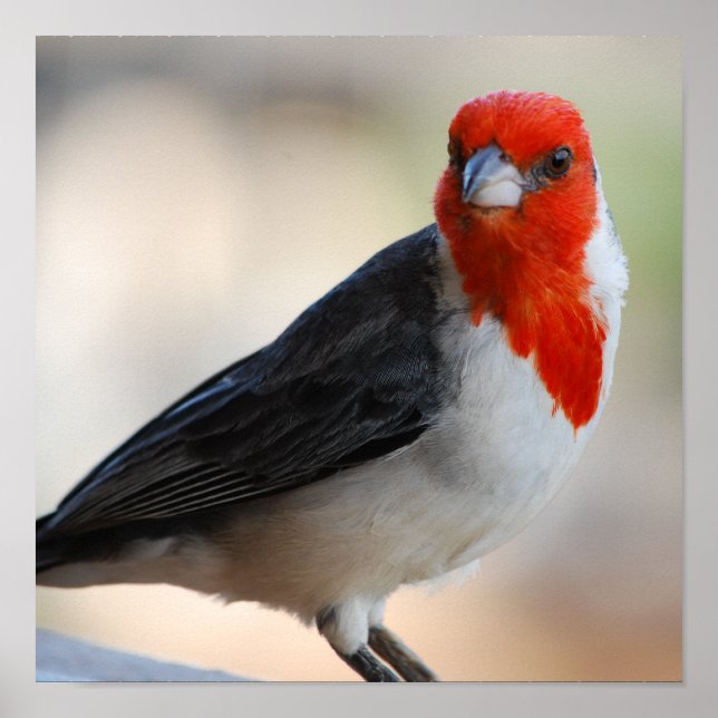 Poster Personalizar produto (Frente)