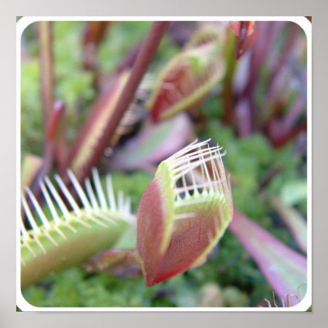 Poster Personalizar produto (Frente)