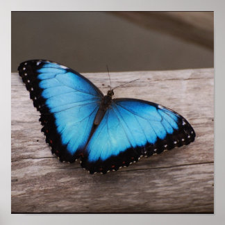 Pôster Personalizar produto