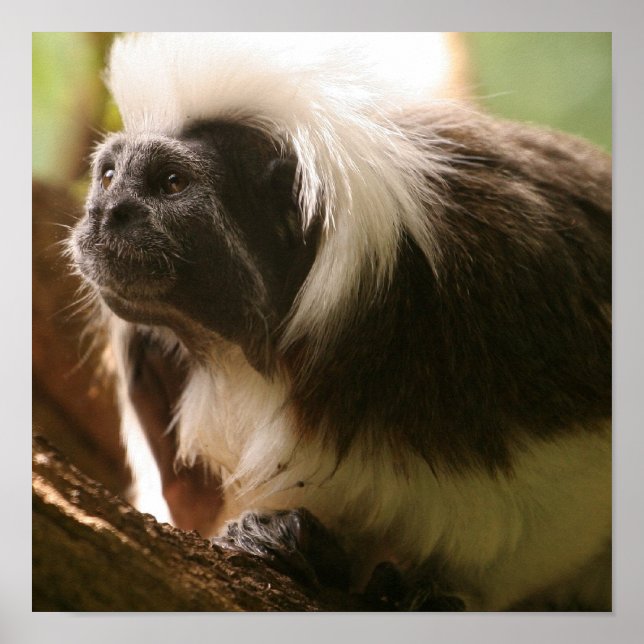 Pôster Personalizar produto (Frente)