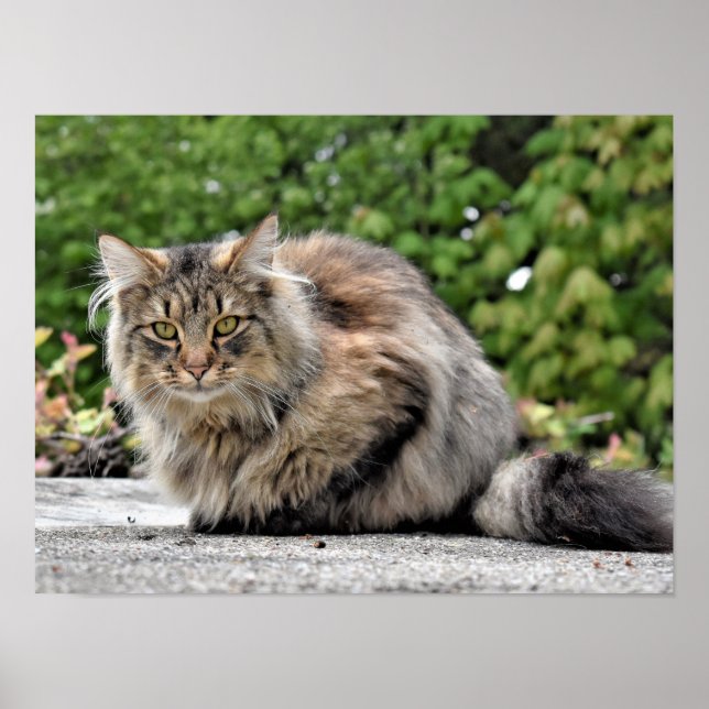 Poster personalizável de Gato de Maine Coon Kitty (Frente)