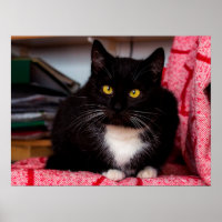 Poster personalizável para gatos pretos e brancos
