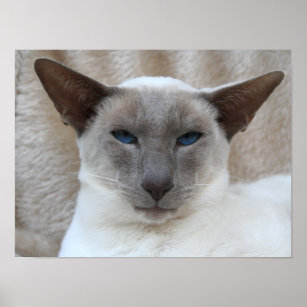 Poster personalizável para gatos siameses