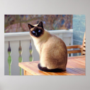 Poster personalizável para gatos siameses