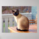 Poster personalizável para gatos siameses (Frente)