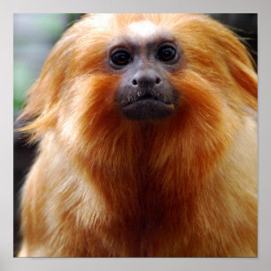 Pôster Personalize o produto