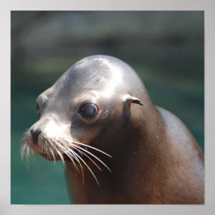 Pôster Personalize o produto