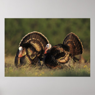 Pôster Peru selvagem, Meleagris gallopavo,machos