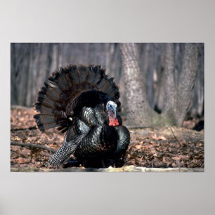 Poster Peru selvagem oriental que suporta nas madeiras