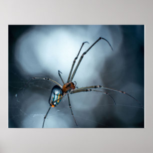 Poster Pés-Aranha Aranha Bela Com Webs