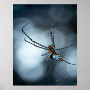 Poster Pés-Aranha Aranha Bela Com Webs
