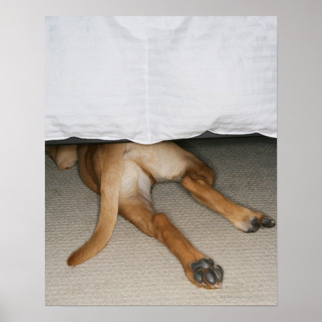 Poster Pés e cauda de um cão de laboratório amarelo escon (Frente)