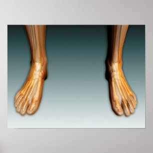 Poster Pés e pés humanos com sistema nervoso
