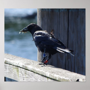 Poster Pesca da coroa