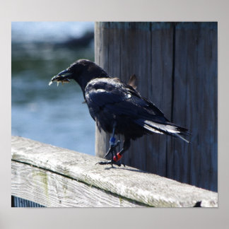 Poster Pesca da coroa