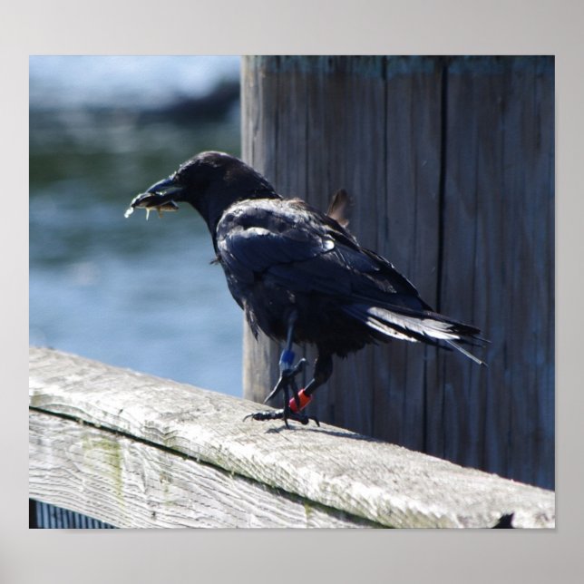 Poster Pesca da coroa (Frente)