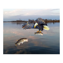 Pesca De Bass De Águia Balda