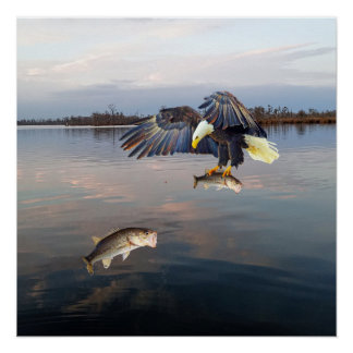 Pôster Pesca De Bass De Águia Balda