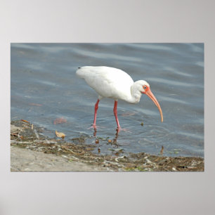 Pôster Pesca de Pés Brancas (Eudocimus albus)