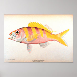 Pôster Pesca histórica