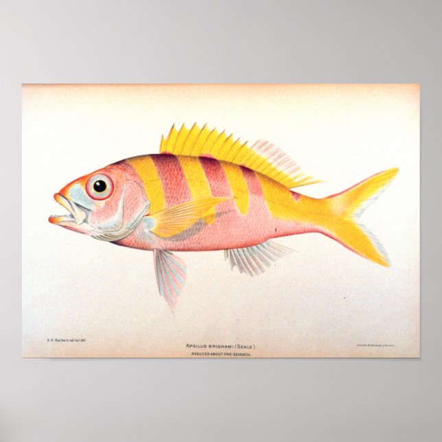 Pôster Pesca histórica (Frente)