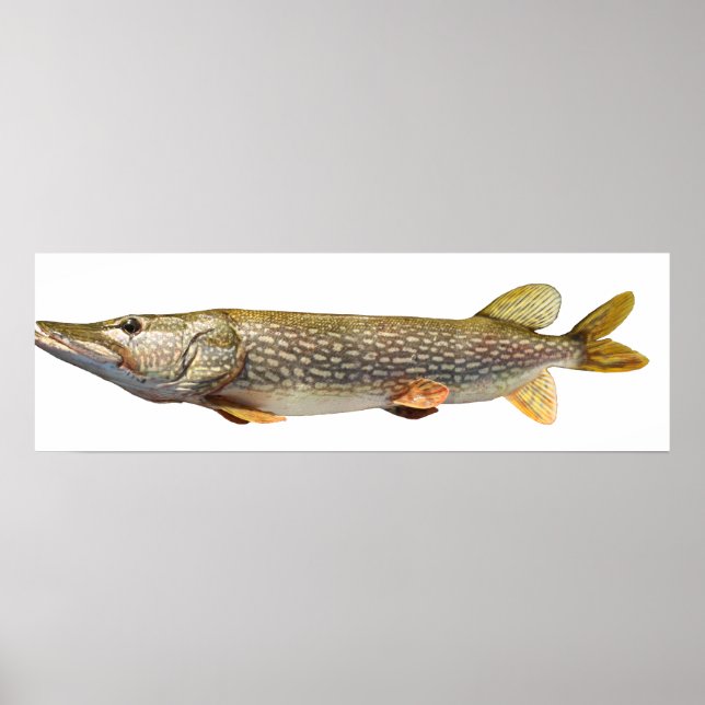 Poster Pesca Pike Muski (Frente)