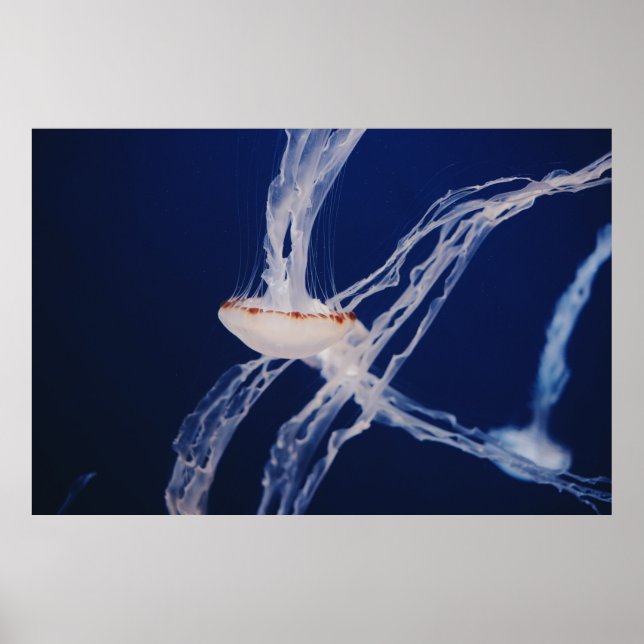 POSTER PESCADO BRANCO (Frente)