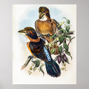 Poster Pescador de bico de colher por John Gould