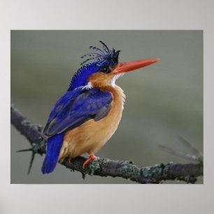 Poster Pescador-malquita, Alcedo cristata, Lago