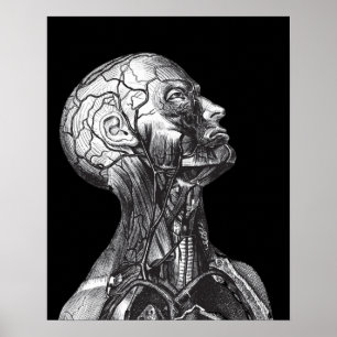 Pôster Pescoço médico da cabeça da anatomia do vintage