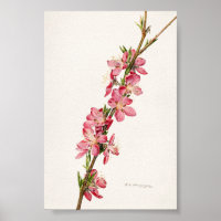 Pêssego Flores Rosa Molhado Pintura de Aquarela