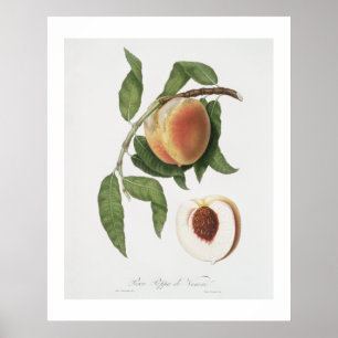 Poster Pêssego (Persica sativa) de Pomona Italiana