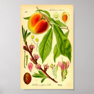 Poster Pêssego (Prunus persica)