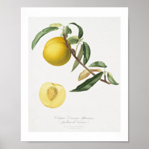 Poster Pêssego (Prunus persica) de Pomona Italiana