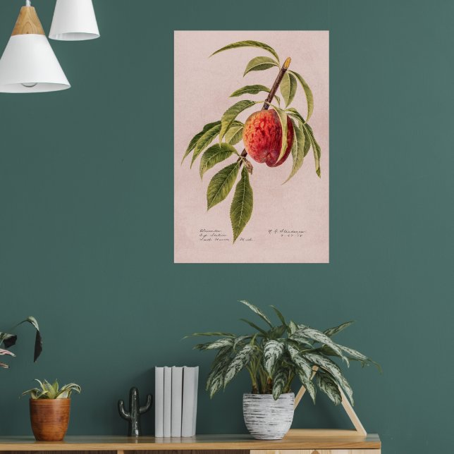 Poster Pêssego (Prunus persica) por Royal Charles Stead (Sala de Estar 1)