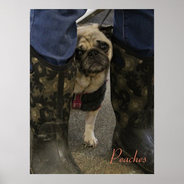 Poster Pêssegos (Frente)