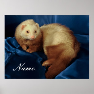 Poster Pet Ferret Personalizado