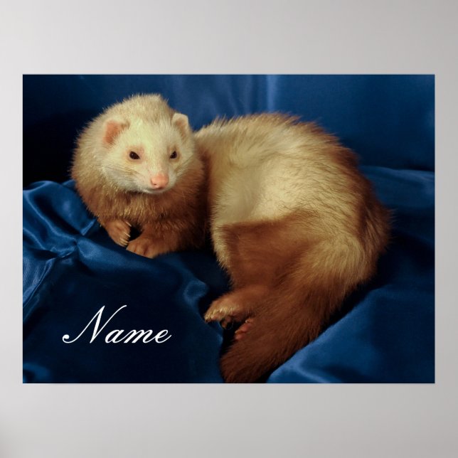 Poster Pet Ferret Personalizado (Frente)